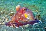 a_SulawesiOctopus